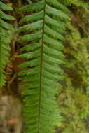 Image of Prosaptia contigua (G. Forst.) C. Presl