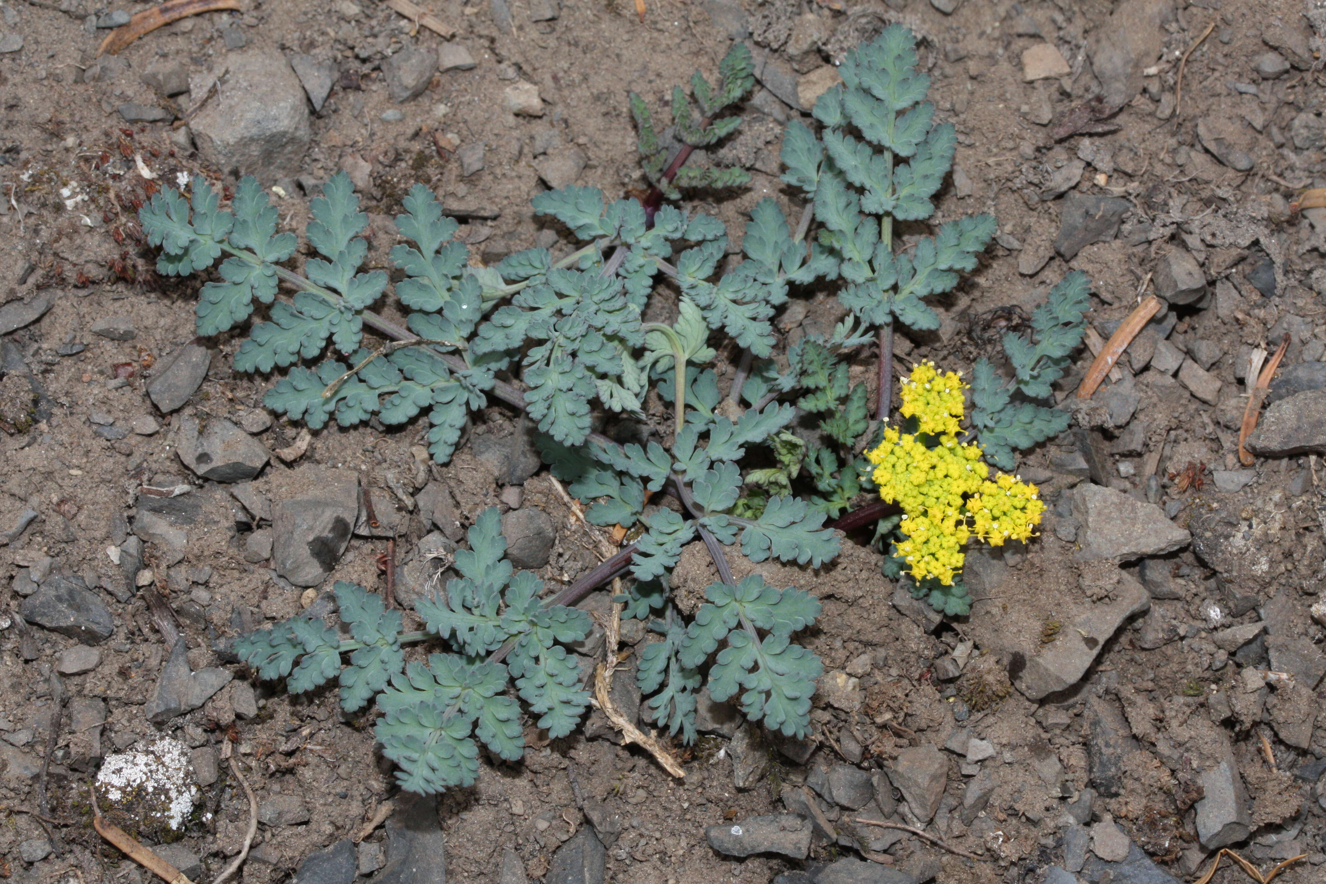 Image of cascade desertparsley