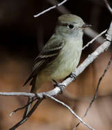 Empidonax hammondii (Xántus 1858)的圖片