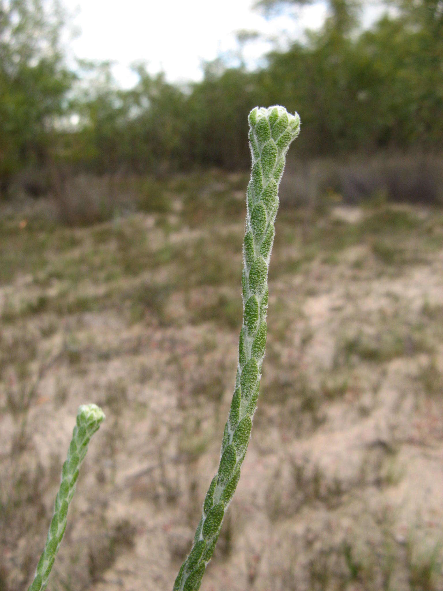 Image of Athanasia rugulosa E. Mey. ex DC.