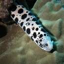 Image of Large-spotted snake moray