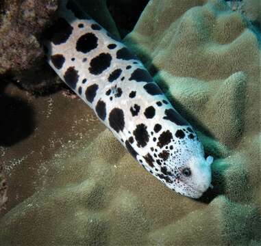 Image of Large-spotted snake moray