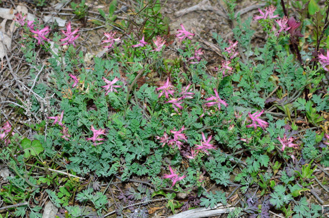 Image of fumitory