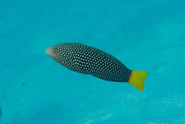 Image of Dotted Wrasse