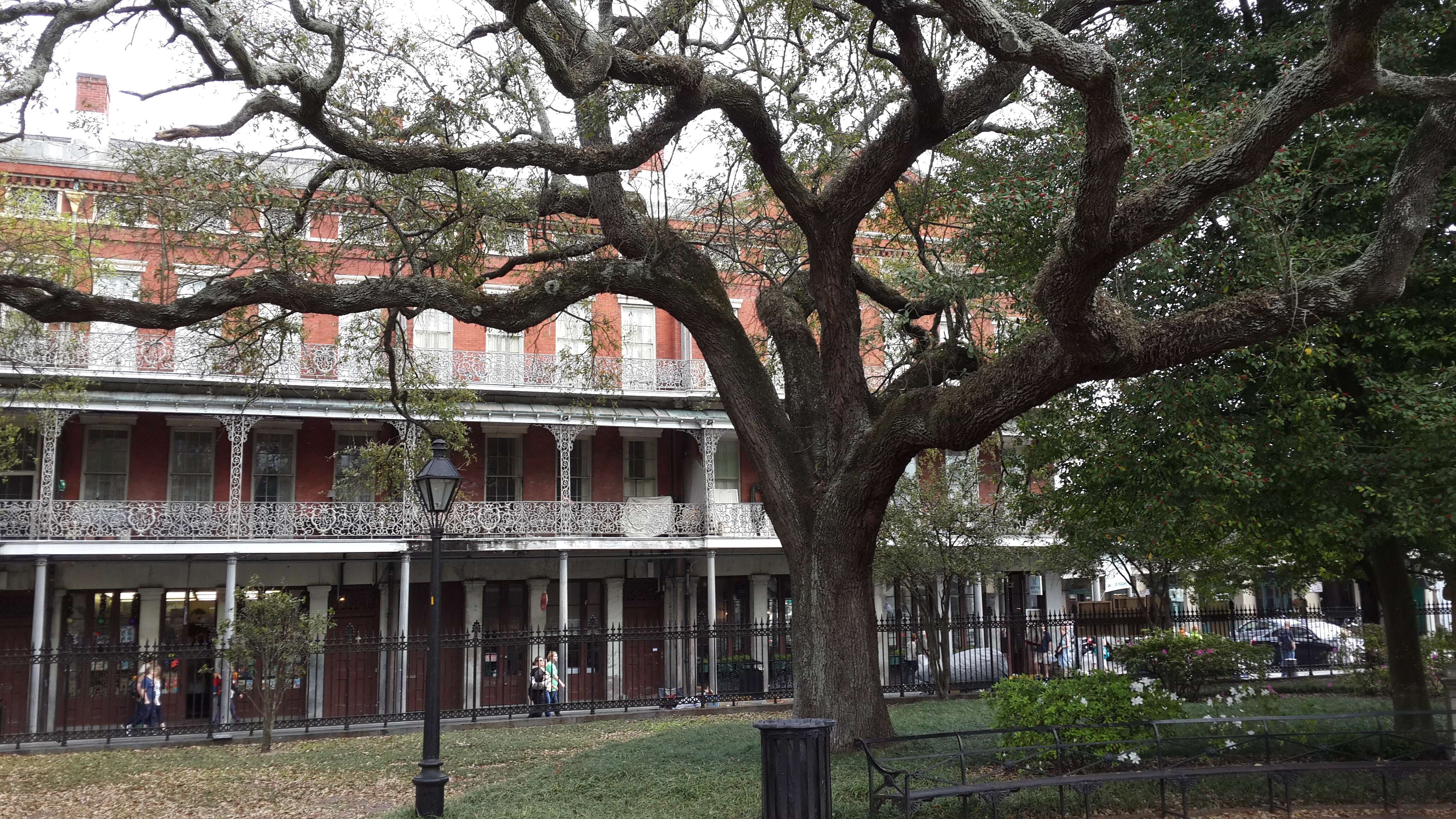 Image of Southern Live Oak