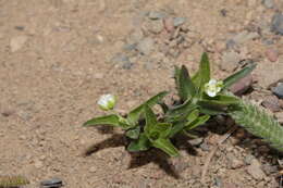 Слика од Moehringia macrophylla (Hook.) Fenzl