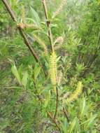 Imagem de Salix triandra L.