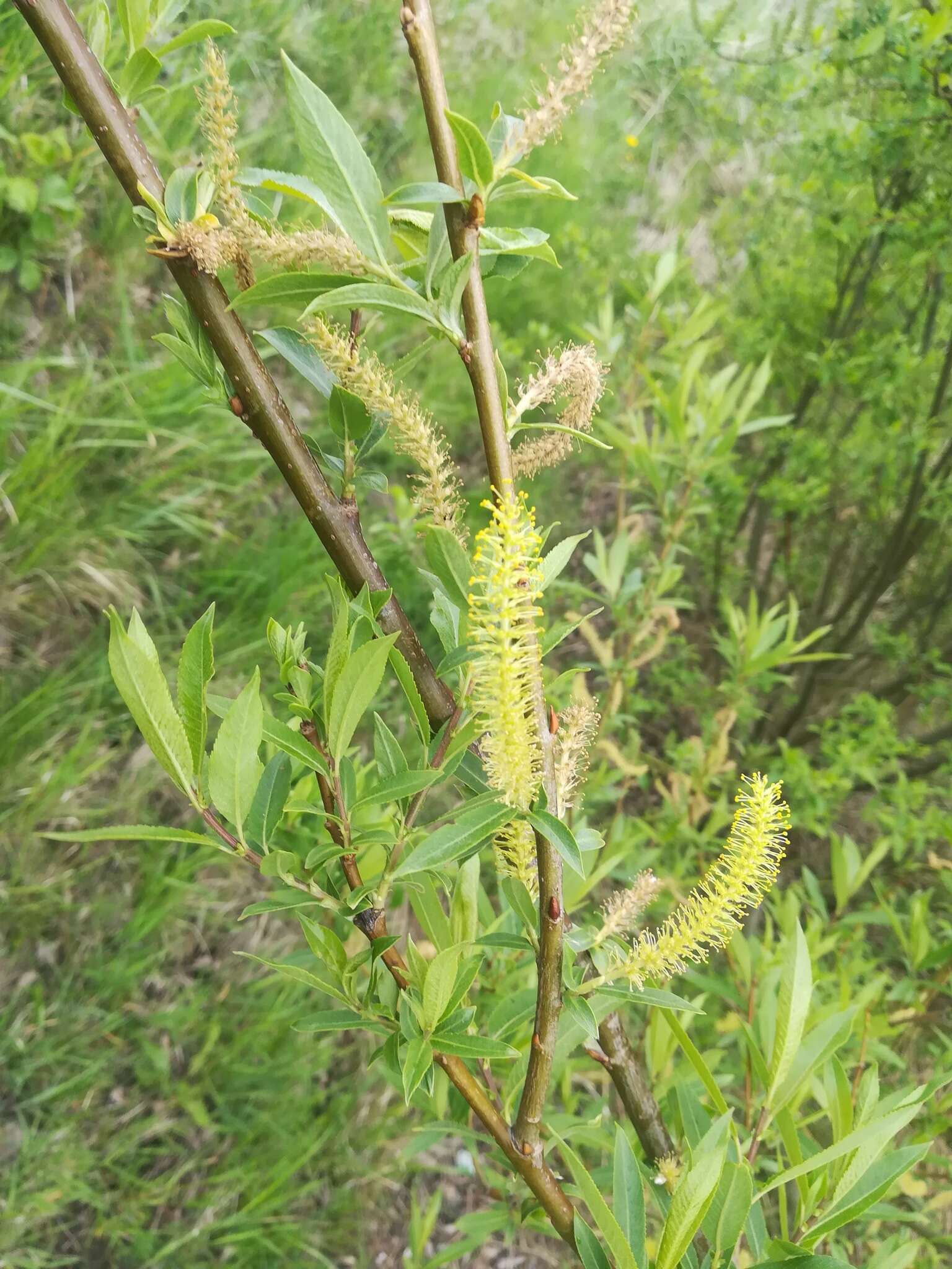 Image of Almond-leaved Willow