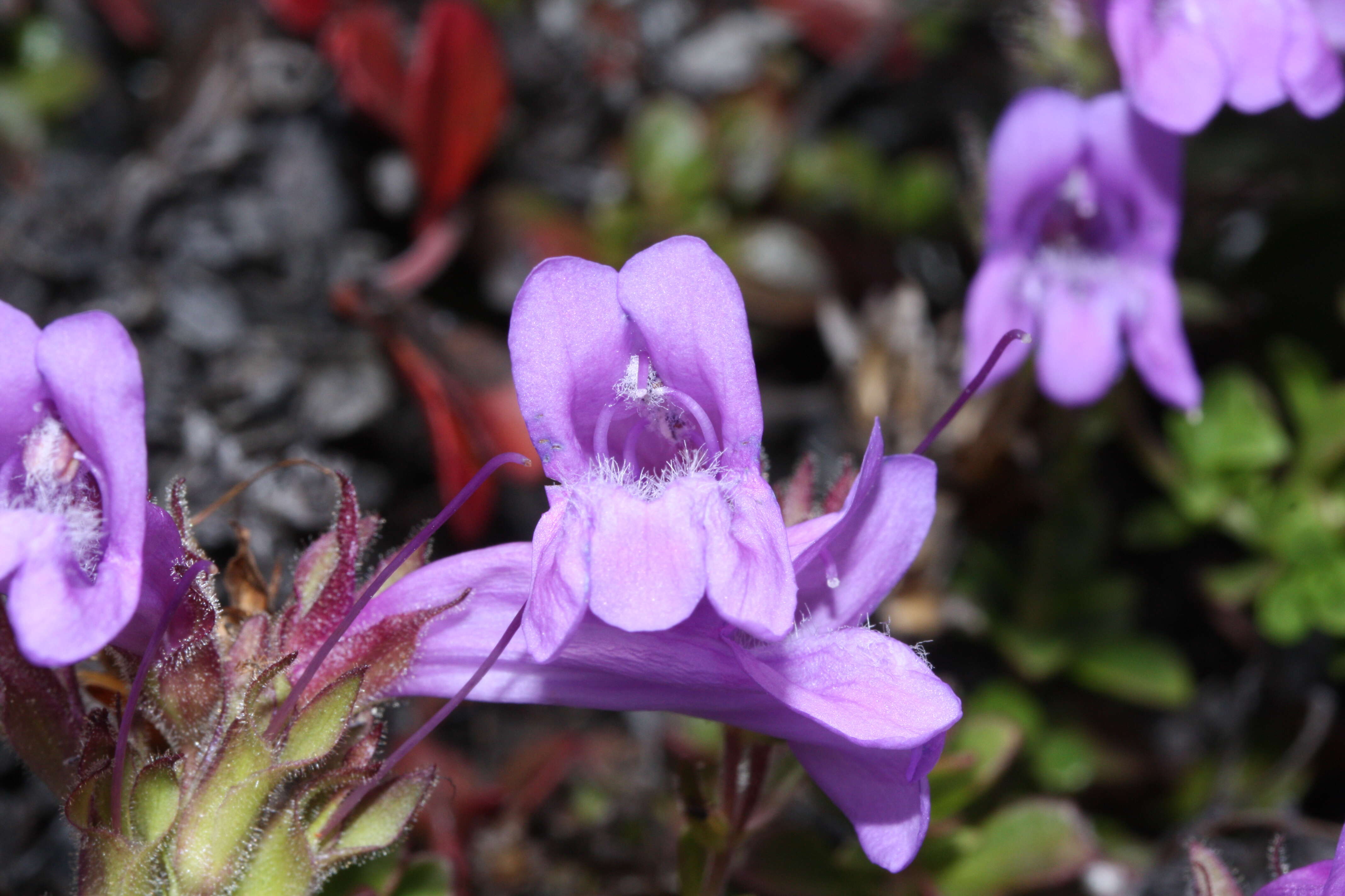 Image of Davidson's penstemon