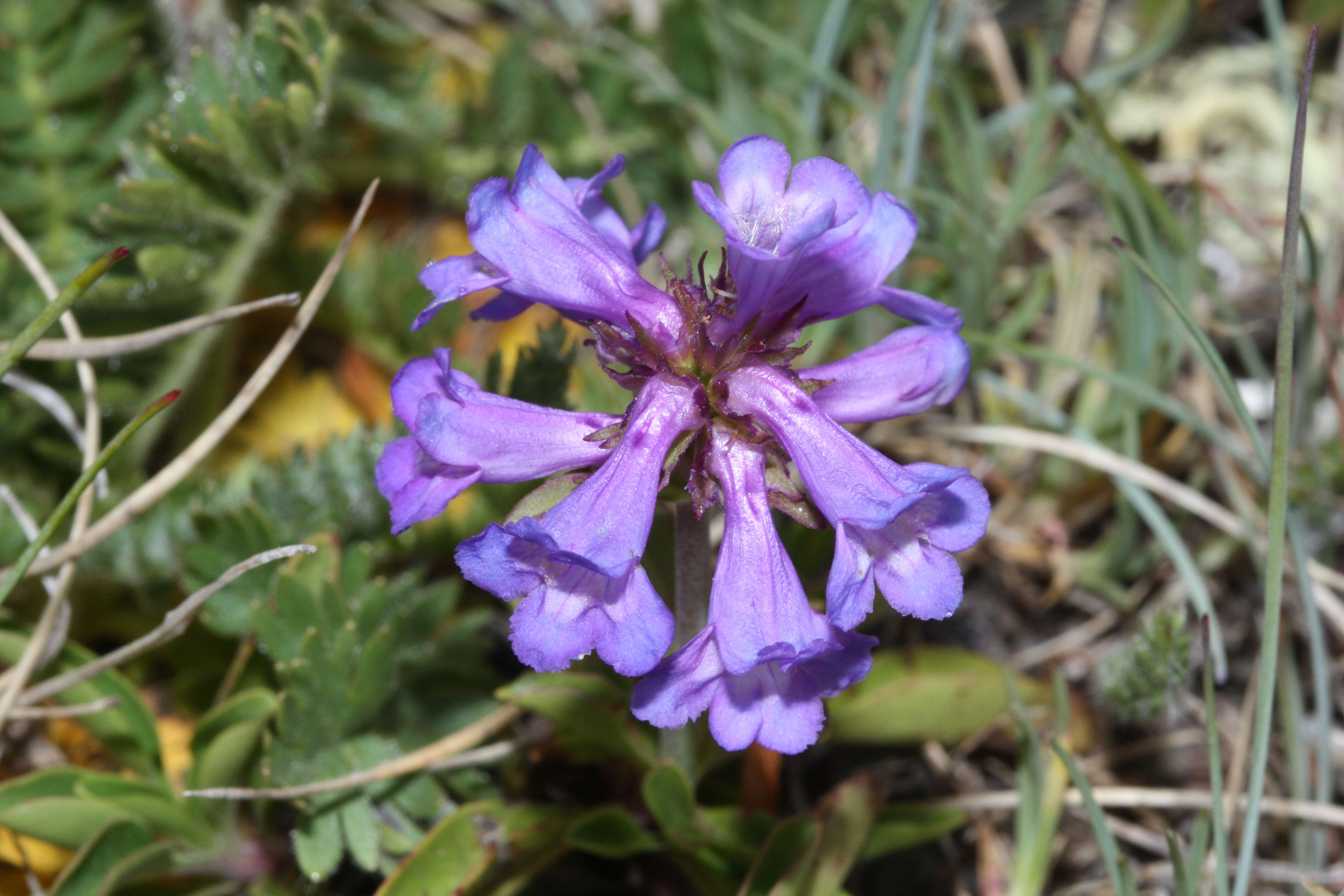 Image of littleflower penstemon