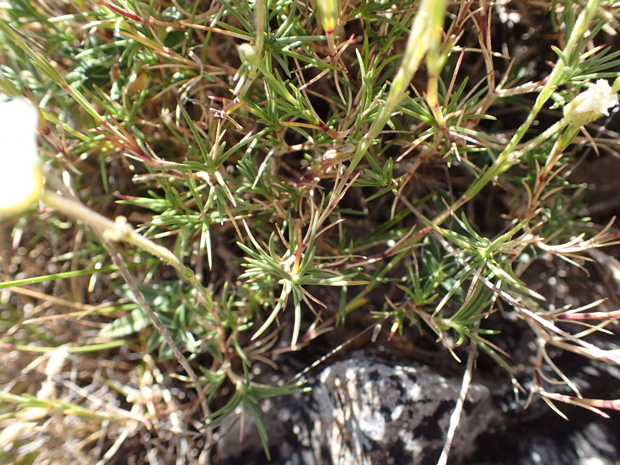 Plancia ëd Cherleria capillacea (All.) A. J. Moore & Dillenb.