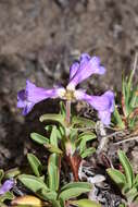 Image of littleflower penstemon