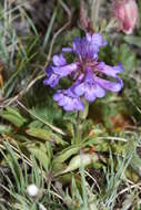 Image of littleflower penstemon