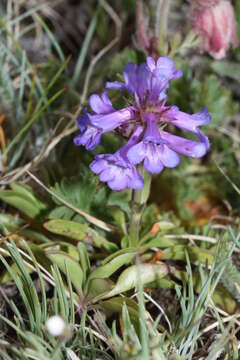 Sivun Penstemon procerus Dougl. ex Graham kuva