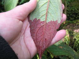 Image of Columnea eburnea (Wiehler) L. P. Kvist & L. E. Skog