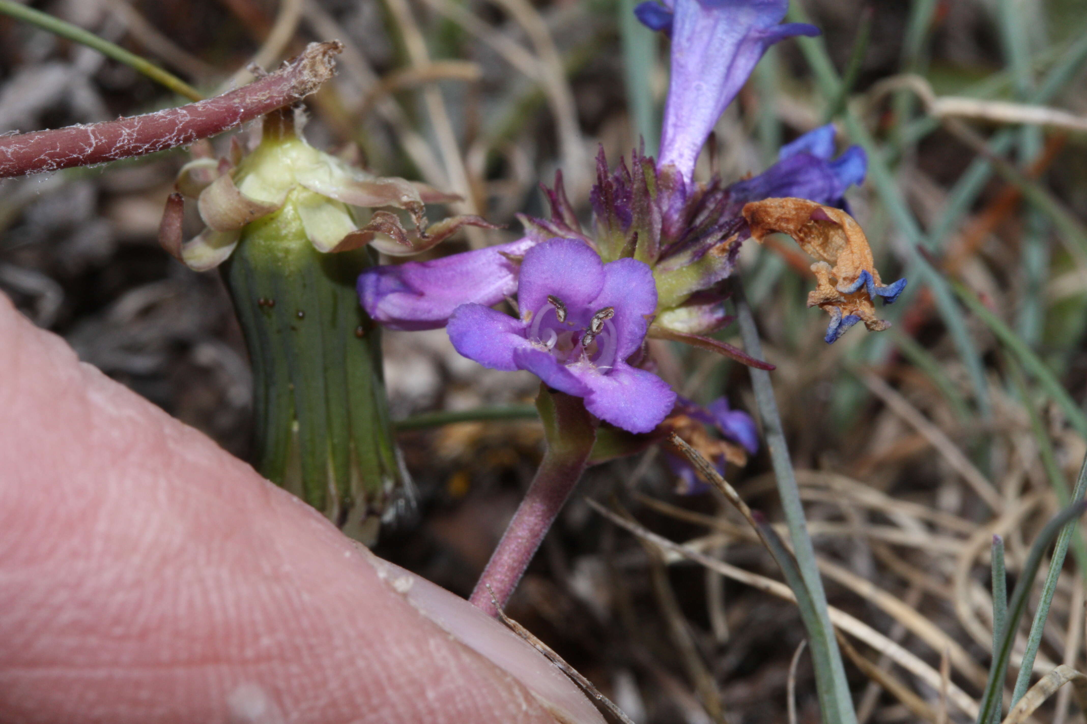 Image of littleflower penstemon