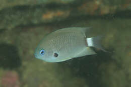 Слика од Pycnochromis delta (Randall 1988)