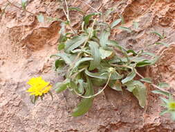 Sivun Pallenis spinosa subsp. spinosa kuva