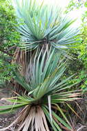 Image of Pandanus vandermeeschii Balf. fil.