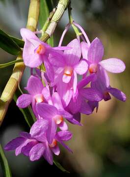 Sivun Dendrobium hasseltii (Blume) Lindl. kuva