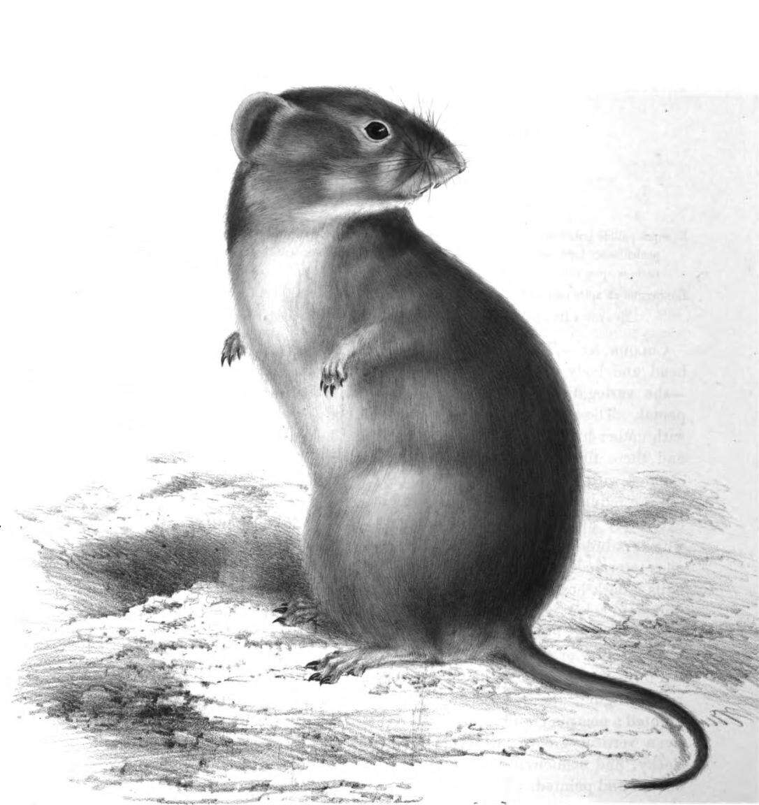 Image of Brants' Whistling Rat
