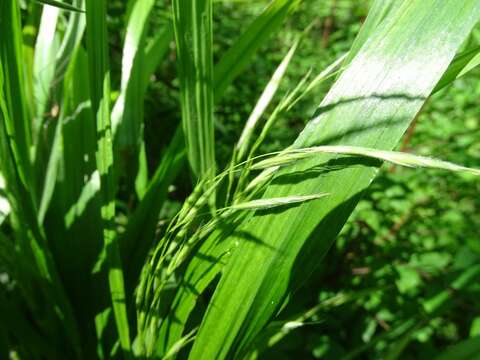 Imagem de Bromus ciliatus L.