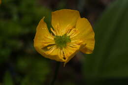 Image de Ranunculus eschscholtzii Schltdl.