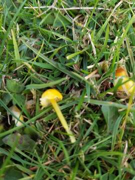 Image de Hygrocybe glutinipes (J. E. Lange) R. Haller Aar. 1956