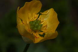 صورة Ranunculus eschscholtzii Schltdl.