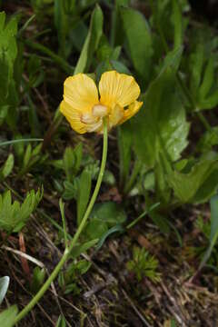 صورة Ranunculus eschscholtzii Schltdl.