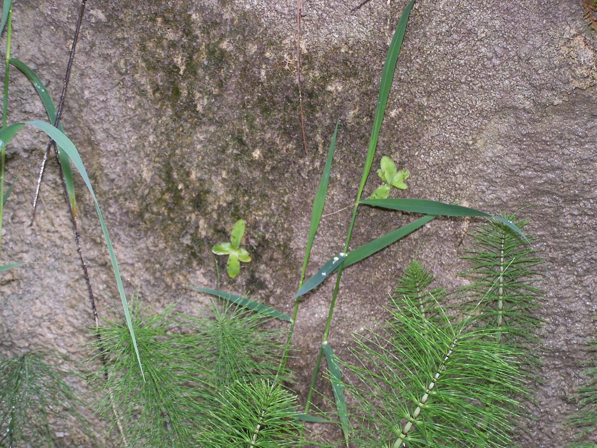 Image of Pinguicula grandiflora subsp. rosea (Mutel) Casper