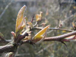 Imagem de Lonicera xylosteum L.