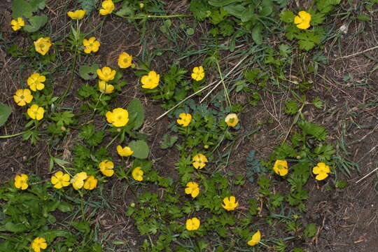 Image of Eschscholtz's buttercup