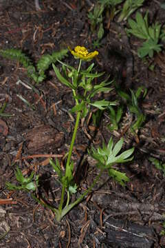 صورة Ranunculus eschscholtzii Schltdl.