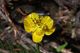 صورة Ranunculus eschscholtzii Schltdl.