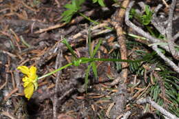 Image of Eschscholtz's buttercup