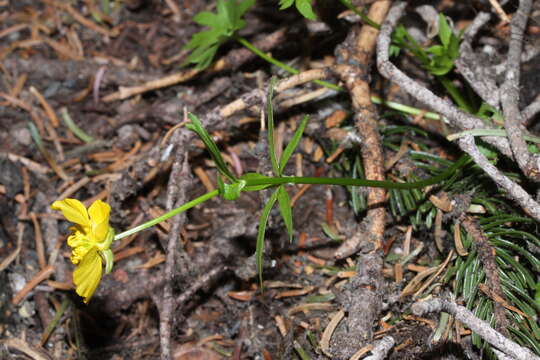 Image de Ranunculus eschscholtzii Schltdl.