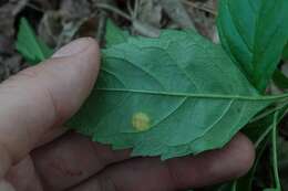 Image de Puccinia sparganioidis Ellis & Barthol. 1896