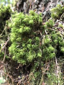 Image of dicranum moss