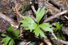 صورة Ranunculus eschscholtzii Schltdl.