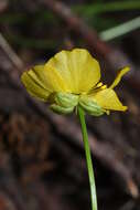 Image of Eschscholtz's buttercup