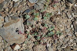 Image of Veronica telephiifolia subsp. glareosa (Somm. & Levier) M. Fisch.