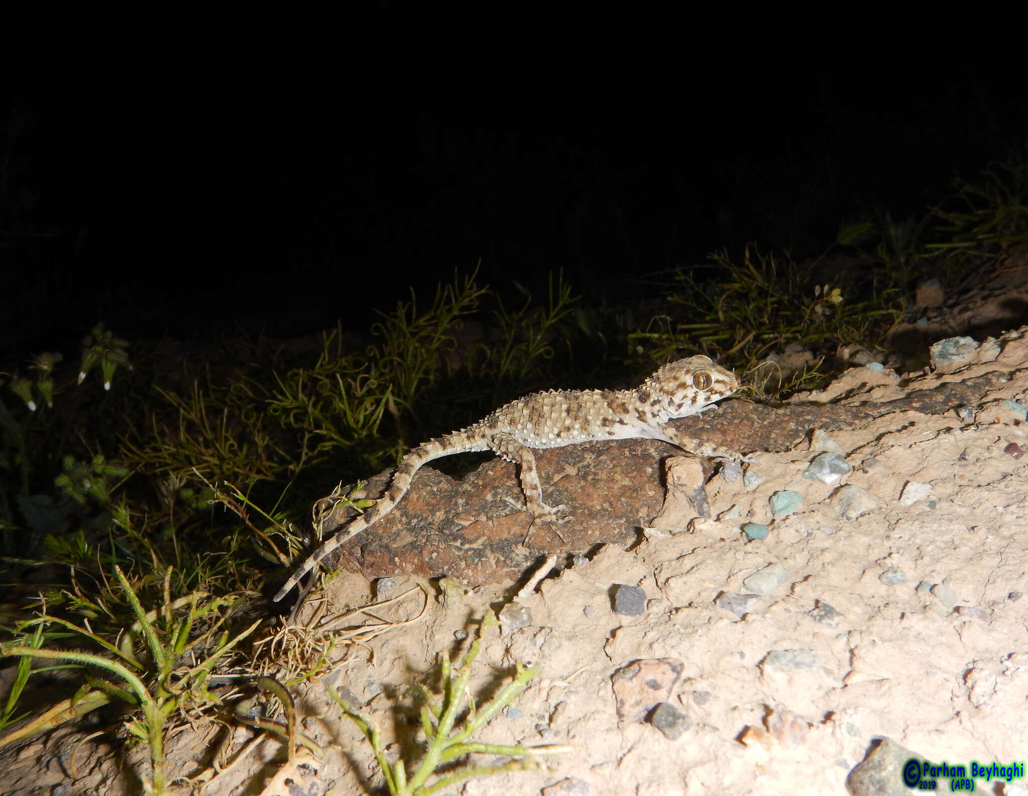 Слика од Tenuidactylus caspius (Eichwald 1831)