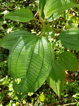 Слика од Miconia aeruginosa Naud.