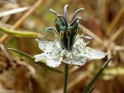 Image of black bread weed