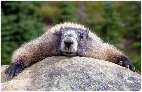 Image of Alpine Marmot