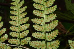 Image of Dryopteris melanocarpa Hayata