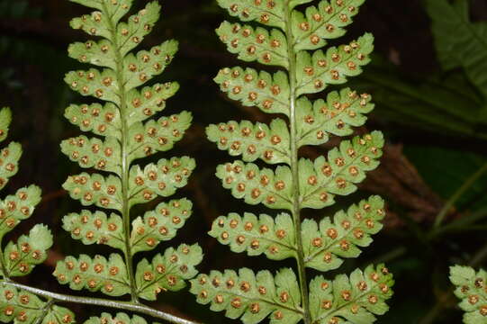 Image of Dryopteris melanocarpa Hayata