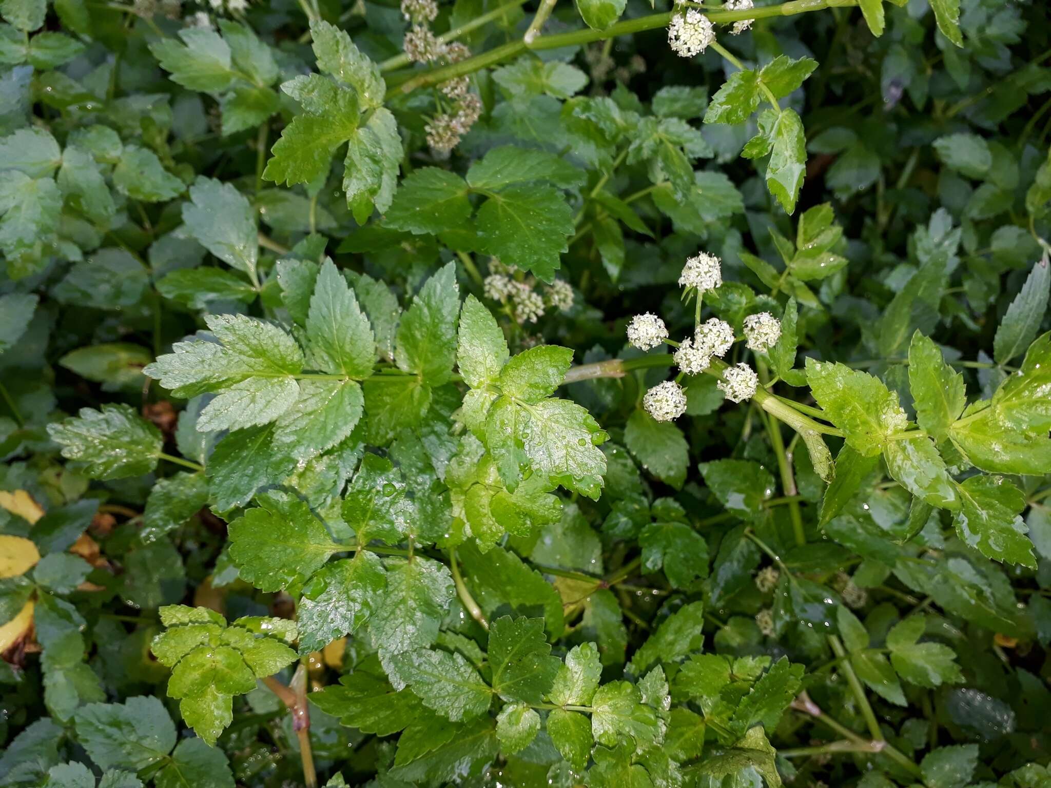 Helosciadium nodiflorum (L.) Koch resmi