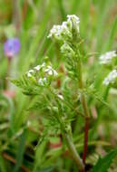 Image of spreading hedgeparsley